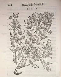 True Myrtle (Myrtus communis), gravyr av Pier Andrea Mattioli