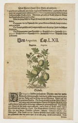 Von Angurien, från Commentarii in Sex Libros Pedacii Dioscoridis