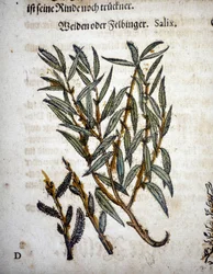 Willow Branch - I "" Herbarium mattioli""