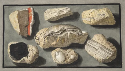 Exemplar av Tufa som hittats i och runt Herculaneum, plattan XXXXV, från 