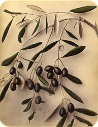Oliver, 1870-tal (albumintryck)
