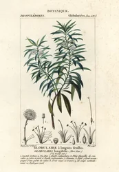 Globe tusensköna, Globularia salicina