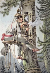 Bonde i Podlaskie-provinsen i Polen samlar honung, tidigt 1800-tal (färg litho)