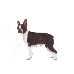 Boston Terrier, 2011 (akvarell  gouache på papper)