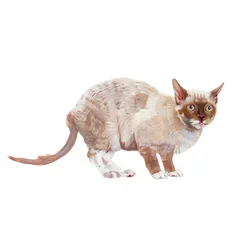 Cornish Rex, 2014 (akvarell  gouache på papper)