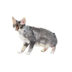 Devon Rex, 2014 (akvarell  gouache på papper)