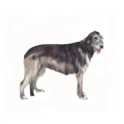 Irish Wolfhound, 2011 (akvarell  gouache på papper)