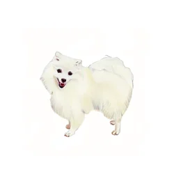 Japanese Spitz, 2011 (akvarell  gouache på papper)