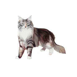 Marine Coon Cat, 2014 (akvarell  gouache på papper)