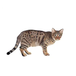 Ocicat, 2014 (akvarell  gouache på papper)