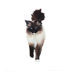 Ragdoll, 2014 (akvarell  gouache på papper)