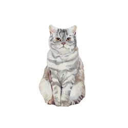 Selkirk Rex, 2014 (akvarell  gouache på papper)