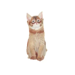 Somalisk kattunge, 2014 (akvarell  gouache på papper)