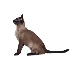 Tonkinese, 2014 (akvarell  gouache på papper)