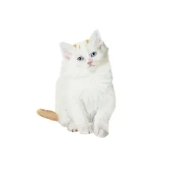Turkish Van kitten, 2014 (akvarell  gouache på papper)