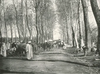 Arabisk mässa och marknad, Boufarik, Algeriet, 1895.