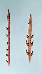 Två harpuner, övre paleolitiska perioden, 35000-10000 f.Kr. (flinta)