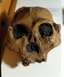 Australopithecus Africanus. Sterkfontein, Sydafrika. Skallen är cirka 2,5 miljoner år gammal.
