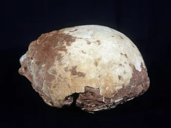 Ägg tillskrivet Hypselosaurus Priscus: stor dinosaurie (ca 12 m) växtätare från den sena kritatiden (-65 miljoner år) som finns i Provence. Naturhistoriska museet i Aix en Provence.