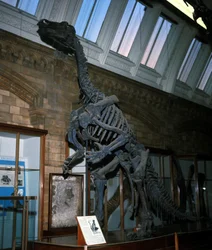 Iguanodon
