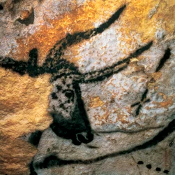 Grottmålning som föreställer en uroxe (utdött nötkreatur), Tjursalen, Lascauxgrottan, Montignac, Dordogne, Frankrike, paleolitisk magdalénienperiod (målning)