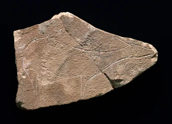 Petroglyph som representerar ett rådjur, Parpallo Cave, Spanien. Övre paleolitikum, Solutreen (gravyr)