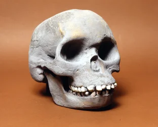 Piltdowns man: skallen av en primitiv människa, en länk i evolutionens kedja mellan apa och människa som upptäckts av Woodward och Dawson. En av de många kopiorna av skallen som förvaras på Naturhistoriska museet i Milano.