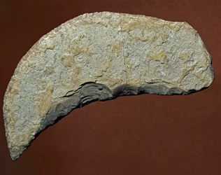 Förhistoria: chopperliknande redskap av sten från Køkkenmøddingerkulturen, Danmark. Paleolitikum. Verona, Museo Civico di Storia Naturale, Italien