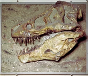 Förhistoria: Dinosaurieskalle Tyrannosaurus rex (T Rex eller tyrannosaurie). Kritaperioden. Museo civico di Storia Nature, Milano