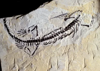 Förhistoria: Mesosaurus fossil, paleozoikum, perm periodo. Träffas i Minas Gerais, Brasilien.