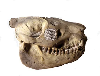 Förhistoria: Oreodons skalle (eller Merycoidodon), dinosaurie. Kenozoikum, oligocenperiod. finns i South Dakota i USA.