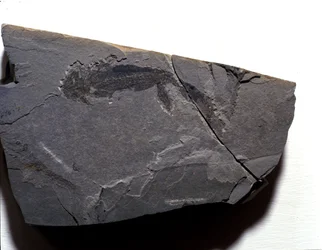 Förhistoria: Permperiod, paleozoikum. Branchiosaurus (Brahiopode) fossil. Hitta i Rotliegen i Tyskland