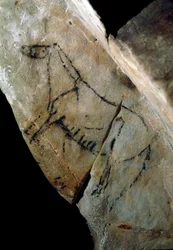 Förhistoria: "" en häst"" hällmålning av stil IV, övre paleolitikum (magdalenska) (mellan 18000 och 14000 år sedan) Stenåldersgrottan i Las Monedas, Santander, Spanien - Förhistoria: häst. Hällmålning, stil IV, övre paleolitikum (magdalensk) (mellan