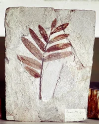 Förhistoria: grenfossil i kalksten från platsen för berget Bolca (Italien). Eocen period. Museo civico di Storia Nature, Milano