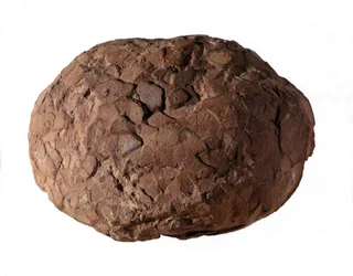 Förhistoria: dinosaurieägg hittat i Provence. Mesozoikum, juraperiod.