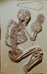 Förhistoria: kvinnligt skelett från övre neolitikum. Chiozzas kultur. 2900-2700 f.Kr. Reggio Emilia, Civic Museums, Chierici Museum, Italien