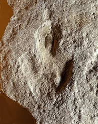 Förhistoria: fossil fingeravtryck av dinosaurie. Mesozoikum, juraperiod. finns i fd Jugoslavien