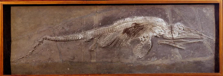 Förhistoria: fossil av Pareiasaudor, förhistoriskt djur, Paris, naturhistoriskt museum