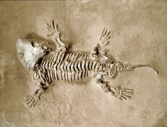 Förhistoria: fossiler av Seymouria Biolorensis amfibie reptil från Texas i USA. Permperiod. Civic Museum of Natural History, Milano