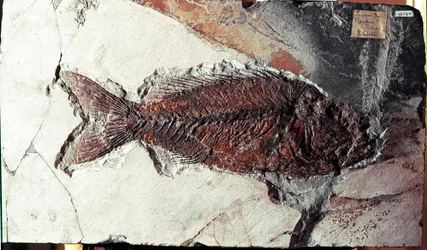 Förhistoria: fossil av Sparnodus Elongatus fisk från platsen för berget Bolca (Italien). Eocen period. Museo civico di Storia Nature, Milano