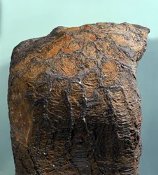 Förhistoria: fossil av en stromatolit, en marin bergart från arkeisk tid. Funnen i Mauretanien.