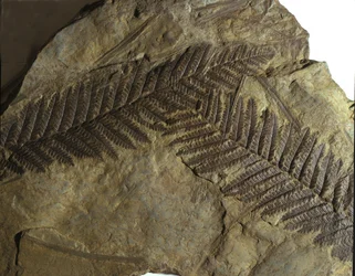 Förhistoria: fossil av Neuropteris från ormbunksfamiljen. Paleozoikum, karbonperioden. Funnet i Villach, Österrike