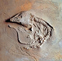 Förhistoria: fossil av reptilen Labodosaurus hamatus från Texas i USA. Kolperiod, paleozoikum. Museo civico di Storia Nature, Milano