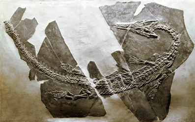 Förhistoria: fossil av den vattenlevande reptilen Askeptosaurus italicus från Besano (Italien). Mellantriasperioden. Museo civico di Storia Nature, Milano