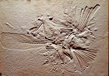 Förhistoria: fossil av fågeln Archeopteryx (archeopteryx) Lithographica från platsen för Solnhofen (Tyskland). Överlägsen jura. Museo civico di Storia Nature, Milano