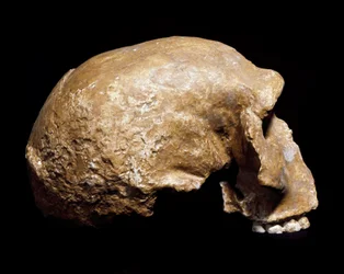 Förhistoria: fossil dödskalle från Homo sapiens pre-neanderthal (Homo steinheimensis eller Homo heidelbergensis) hittades i Steinheim an der Murr (Tyskland) 1933. Nedre paleolitikum. Ålder från 350 000 till 250 000 år. Museo Civico di Storia Naturale, Mila