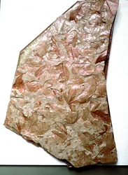 Förhistoria: fossiliserade löv från Piemont (Italien). Period av den underlägsna kvartären. Museo civico di Storia Nature, Milano
