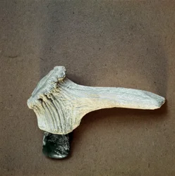 Förhistoria: grön stenyxa med hjorthornshandtag från grottan Pollera (Finale Ligure), Ligurien. Mellanneolitikum, stenålder. Gener, museo di archeologia ligure