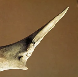 Förhistoria: kniv gjord av ulna från nötkött från Necropole of Arene Candide (Finale Liguria), Ligurien. Nedre neolitikum, Peters ålder. Gener, museo di archeologia ligure