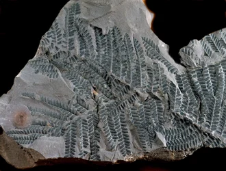 Förhistoria: period av högre kol. Fossil av Acitheca Poymorphe från ormbunksfamiljen. Hitta i Gottelborn i Tyskland